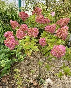 1 IMG_3957.jpg