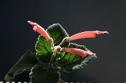 1 IMG_9413.JPG