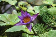 огород IMG_6319.JPG