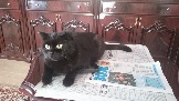 Лизина кошка 
Фото Квасниковой Елизаветы, 12 лет, ученицы МБОУ города Иркутска СОШ №67