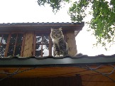 8-Страшнее кошки зверя нет_
Фото Елены Клименковой