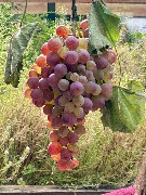 1 IMG_3786.jpg