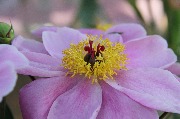 огород IMG_4071.JPG