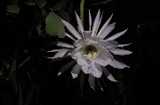 кактус IMG_9506.JPG