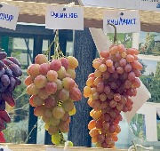 1 IMG_3789.jpg