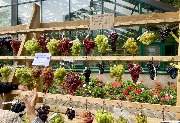1 IMG_3740.jpg