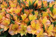выставка IMG_8112.JPG