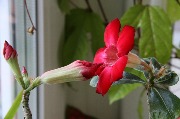 личная жизнь адениумов IMG_7620.JPG