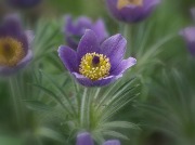 1 May DSC04065.JPG