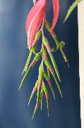 огород IMG_5373.JPG