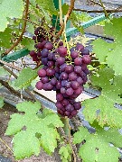 1 IMG_3952.jpg