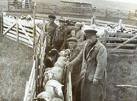 Пересчет и осмотр отары овец. ветеринар Савченко 50е.jpg