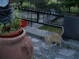 16-Ну очень сытый котик из траттории в Италии_
Фото Елены Клименковой
