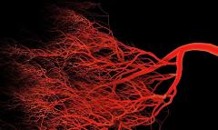 Ученые вырастили в лаборатори идеальные человеческие кровеносные сосуды