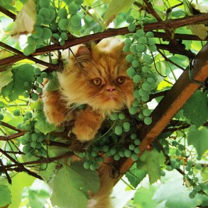 prazdnik-vinograda-s-degustaciei-proidet-20-sentjabrja-v-aptekarskom-ogorode-images-logos (3).jpg