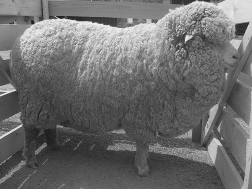 Купить алтайских овец. Забайкальская тонкорунная порода овец. Забайкальская бурятская тонкорунная порода овец. Буубэй порода овец. Алтайская тонкорунная порода овец.