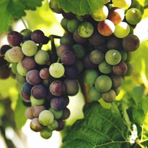 prazdnik-vinograda-s-degustaciei-proidet-20-sentjabrja-v-aptekarskom-ogorode-images-logos (1).jpg