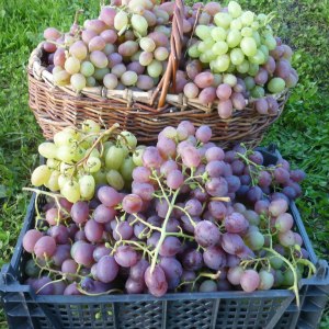 prazdnik-vinograda-s-degustaciei-proidet-20-sentjabrja-v-aptekarskom-ogorode-images-logos (2).jpg